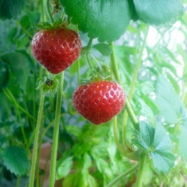 Home grown strawberries